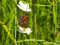 Melitaea athalia